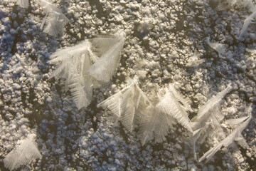 Wall Mural - winter landscape. morning frost and sun. the branches of plants are covered with white frost