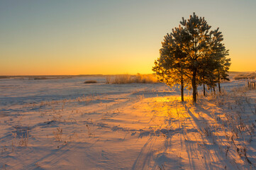 Wall Mural - winter landscape. morning frost and sun. lonely tree