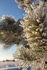 Wall Mural - winter landscape. morning frost and sun. the branches of plants are covered with white frost