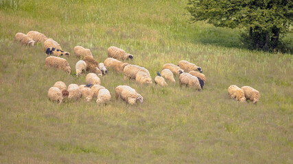 Wall Mural - Herd of Sheep grazing in Hills