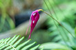 Pflanze. Ecuador. Natur. Orchidee