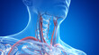 3d rendered medically accurate illustration of the male neck arteries and veins