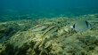 Striped red mullet or surmullet (Mullus surmuletus) undersea, Aegean Sea, Greece, Halkidiki
