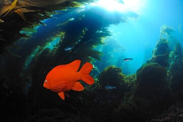 Garibaldi swimming in kelp forest, Hysypops rubicunda, San Clemente Island, California, USA