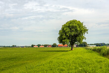 One Tree In A Big Meadow. The Photo Was Taken In The Dutch Province Of North Brabant On A Slightly Cloudy Day In The Summer Season.
