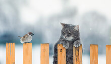 Funny Striped Hunter Cat Sits On A Fence And Watches A Sitting Bird