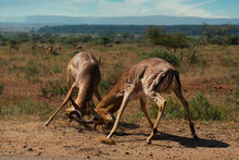 Blesbok Fighting In The Wild Locking Horns To Fight For Dominance Over The Female Herd. Antelope Locking Horns