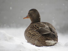 Duck On The River Bank In Winter