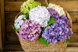 Fototapeta Kwiaty - bukiet kolorowych hortensji w koszu na tle drewnianych desek