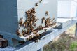 © Austockphoto - Hive of bees swarming during honey harvest