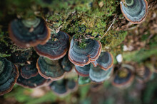 Fungi Growing On A Log