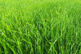 Fototapeta  - green grass background