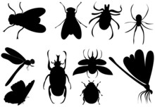 Insects Silhouette Collection, Isolated, Vector