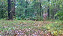 Three Whitetail Deer Slowly Move Thru A Clearing In The Woods With A Hunter's Stand In Late Summer In The Midwest; Concepts Of Nature, Wildlife Management And Hunting