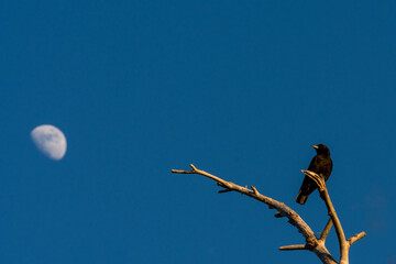 Wall Mural - An American crow (Corvus brachyrhynchos) perches on a dead tree with the moon in the background.