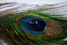 Peacock Feather With Water Drop At Center