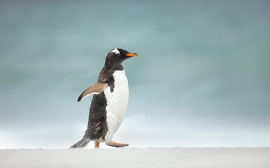 Wall Mural - Gentoo penguin walking on a sandy beach in the Falkland Islands