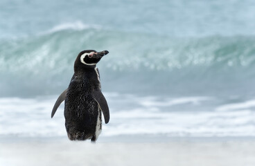 Wall Mural - Magellanic penguin standing on a sandy beach against large waves