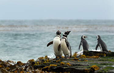Wall Mural - close up of magellanic penguins on a sandy beach