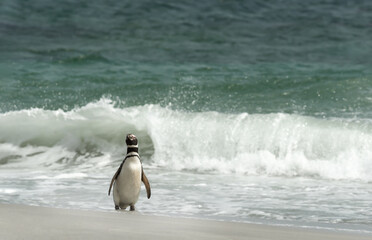Wall Mural - magellanic penguin standing on a sandy beach against large waves