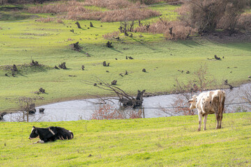 Natural life from Gonen city