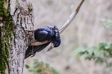 A Dead Crow Bird Is Hanging Upside Down On A Tree Stick In The Park