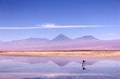 © LMedeiros - Pink flamingo on Laguna Chaxa and mountains on the background reflected on the water, Atacama, Chile.