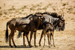 Blue wildebeest family, couple and calf in Kgalagadi transfrontier park, South Africa ; Specie Connochaetes taurinus family of Bovidae