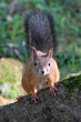 © Risto - European red squirrel