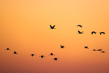Common Cranes At Twilight. Gallocanta Lake, Spain 