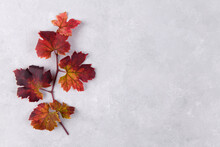 Fall Red Grape Leaf On The Left Of Light Grey Stone Background. Copy Space For Your Text, Disign Element. Colorful Autumn Background