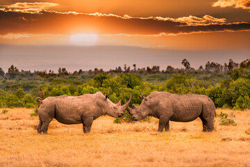 Pair of white rhinoceros or square-lipped rhinoceros, Ceratotherium simum standing face to face during the sunset territory fight, Ol Pejeta Conservancy, Kenya, East Africa