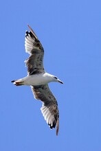 The Tridactyl Gull Is A Species Of Caradriform Bird In The Laridae Family.