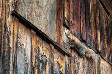 Grey Squirrel Climbing On The Side Of This Old Barn In Oxford In Upstate NY.  Old Vintage Barn With Squirrel Nest In Rafters.
