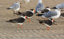 Black Skimmers On Gulf Of Mexico Beach