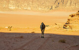 Fototapeta  - Camels in the Wadi Rum desert in Jordan
