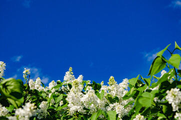 Wall Mural - White Lilac with green leaves spring background