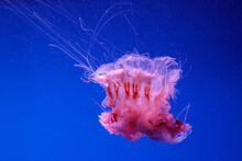 Macro Of A Beautiful Jellyfish Cyanea Capillata