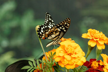 Macro Beautiful Butterfly Papilio Demoleus
