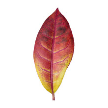 Ficus Leaves Of Elastic Burgundy Color Isolated On White Background With Clipping Path