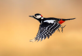 Wall Mural - Great Spotted Woodpecker (Dendrocopos major)