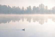 Single Duck Floating On A Morning Lake. Foggy Tranquil Dawn Scenery.