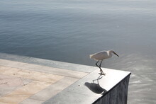 Heron On The Pier