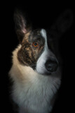 Fototapeta Zwierzęta - Pies rasy corgi cardigan brązowy na czarnym tle