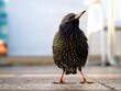 canvas print picture - Starling 