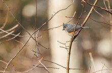 Tufted Titmouse Gray On Tree Branch