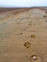 Alaskan Wolf Tracks In The Sand