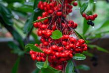 Pyracantha Wood And Red Berries