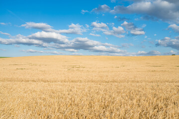 Canvas Print - Wheat field landscape under blue sky