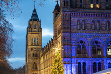 Christmas Tree In Front Of Natural History Museum In London. England